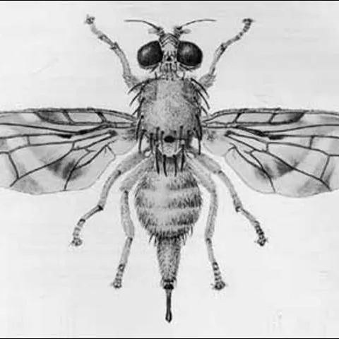 thumbnail for publication: Schoepfia Fruit Fly, Anastrepha interrupta Stone (Insecta: Diptera: Tephritidae)